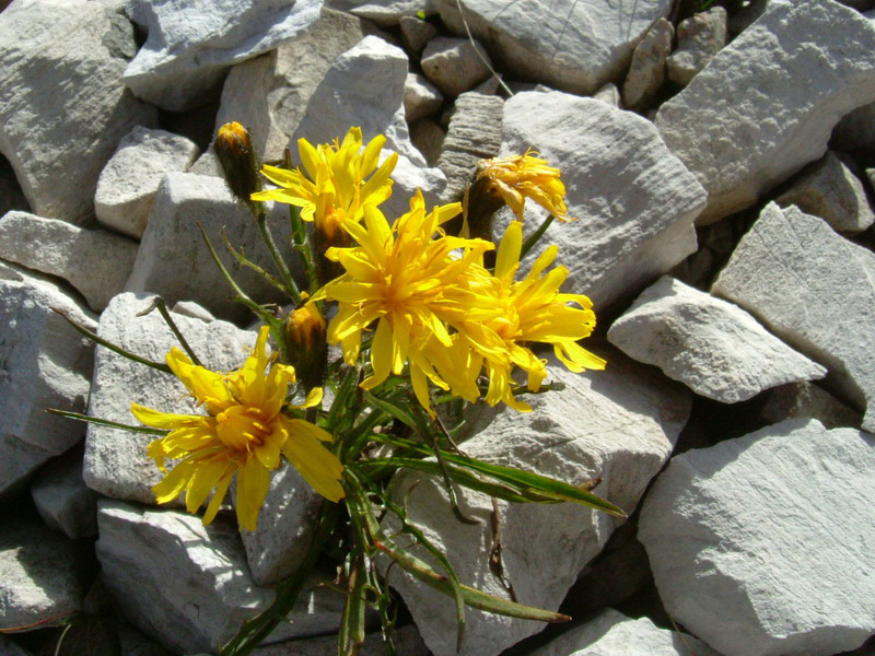 Leontodon montanus ?