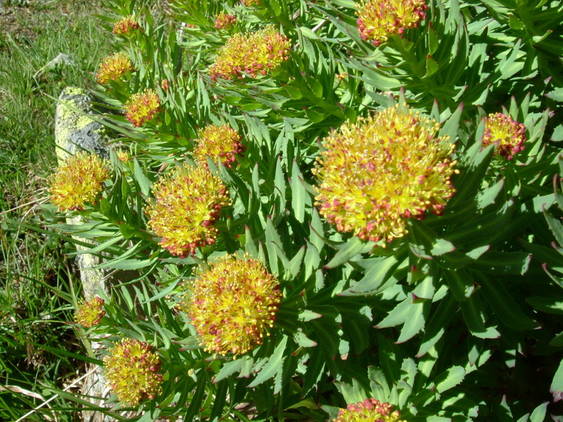 Rhodiola rosea / Rodiola rosea