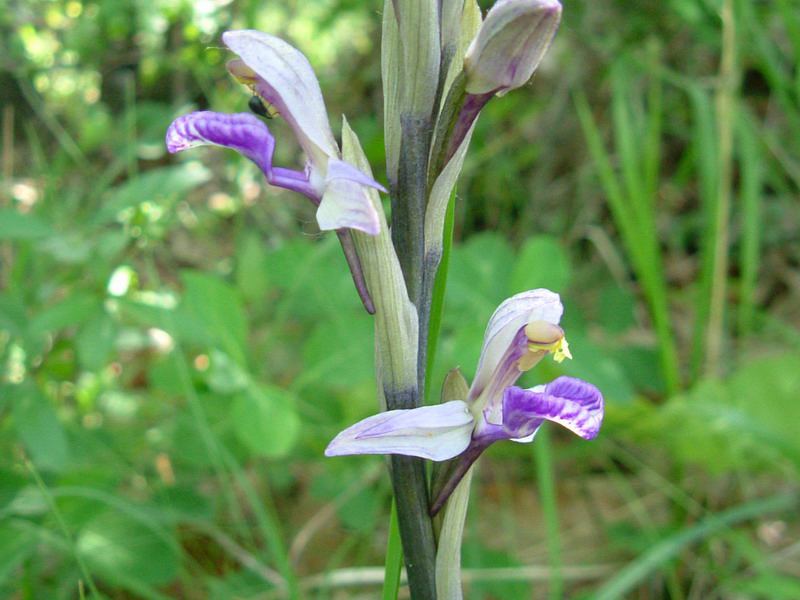 Limodorum abortivum