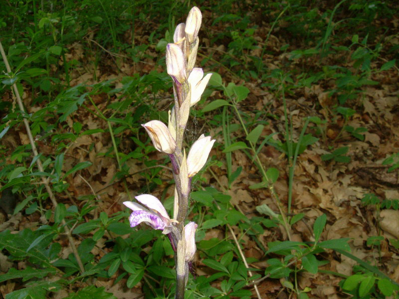 Limodorum abortivum