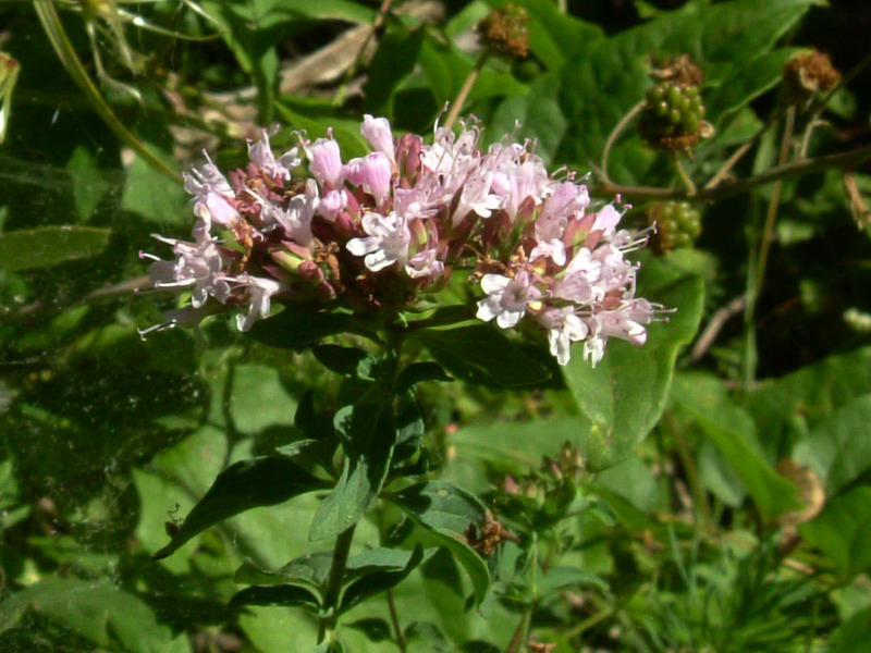 Origanum vulgare