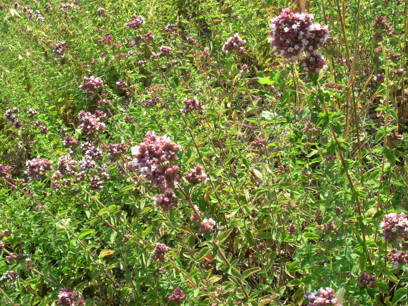 Origanum vulgare