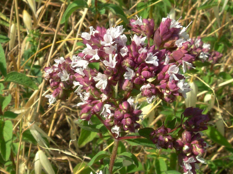 Origanum vulgare