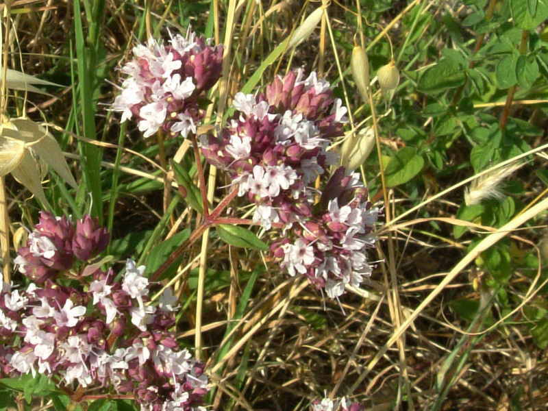 Origanum vulgare