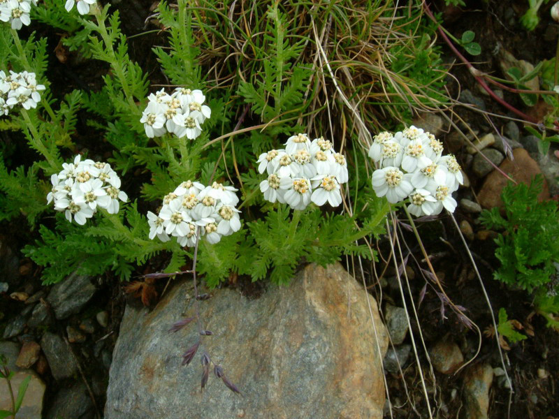 Achillea erba-rotta subsp. moschata (=A. moschata) / Millefoglio del granito