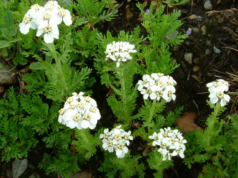 Achillea erba-rotta subsp. moschata (=A. moschata) / Millefoglio del granito