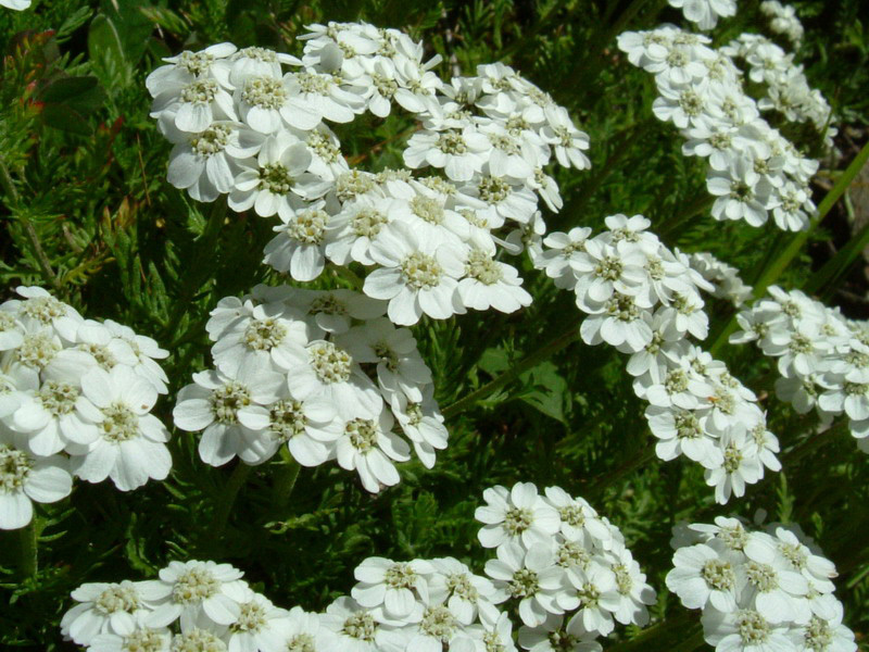 Achillea erba-rotta subsp. moschata (=A. moschata) / Millefoglio del granito