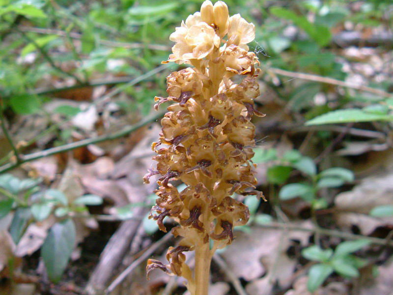 Neottia nidus-avis