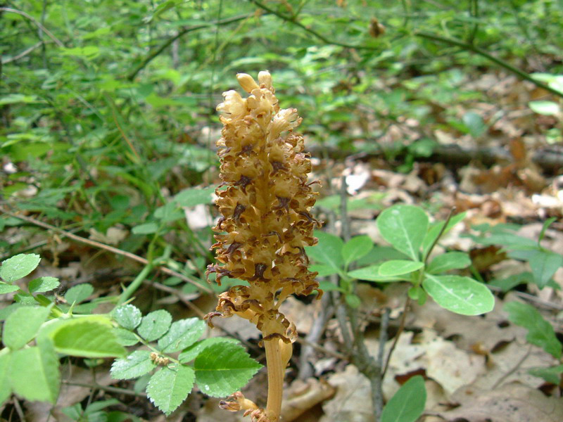 Neottia nidus-avis