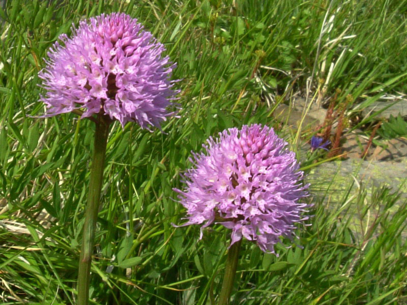 Traunsteinera globosa (= Orchis globosa)