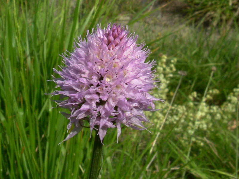 Traunsteinera globosa (= Orchis globosa)