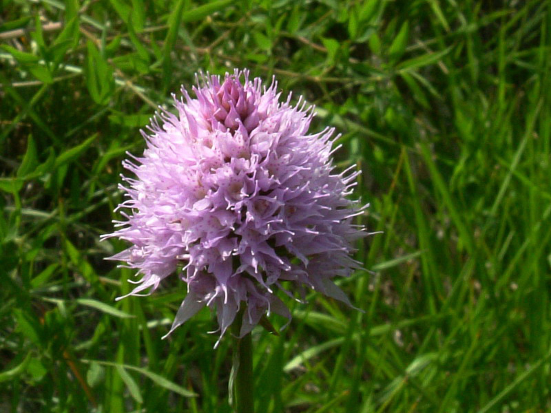 Traunsteinera globosa (= Orchis globosa)