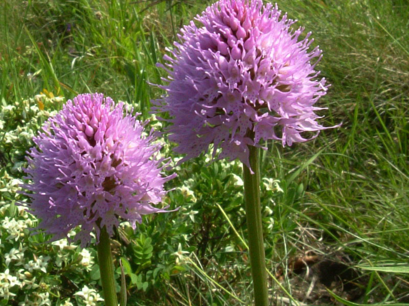 Traunsteinera globosa (= Orchis globosa)