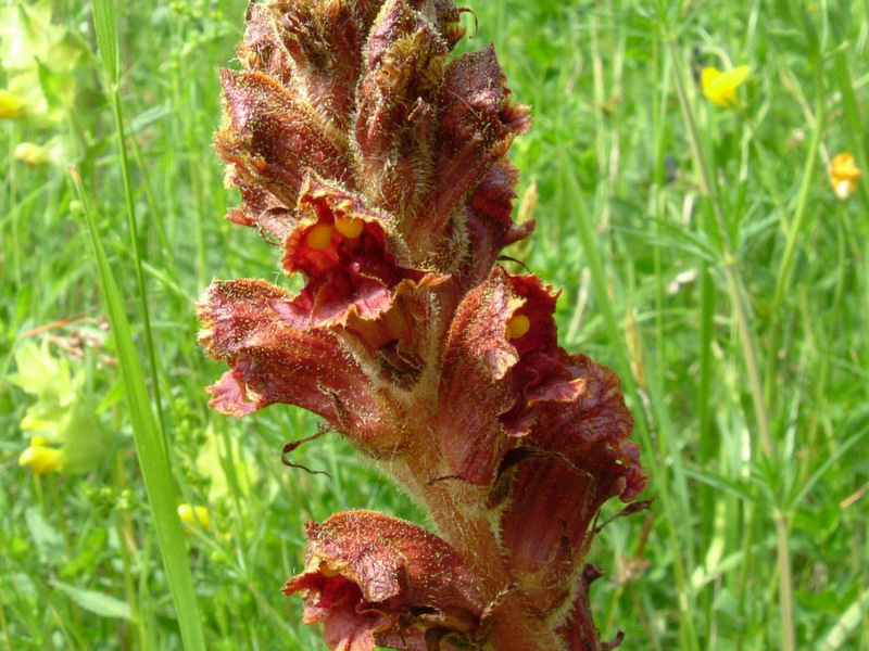 Orobanche color ruggine