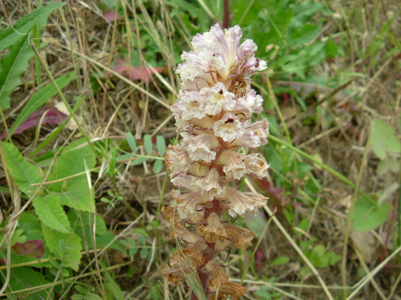 Orobanche crenata / Succiamele delle fave