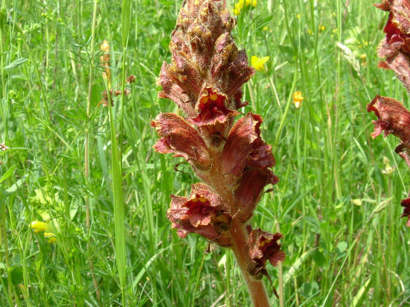 Orobanche color ruggine