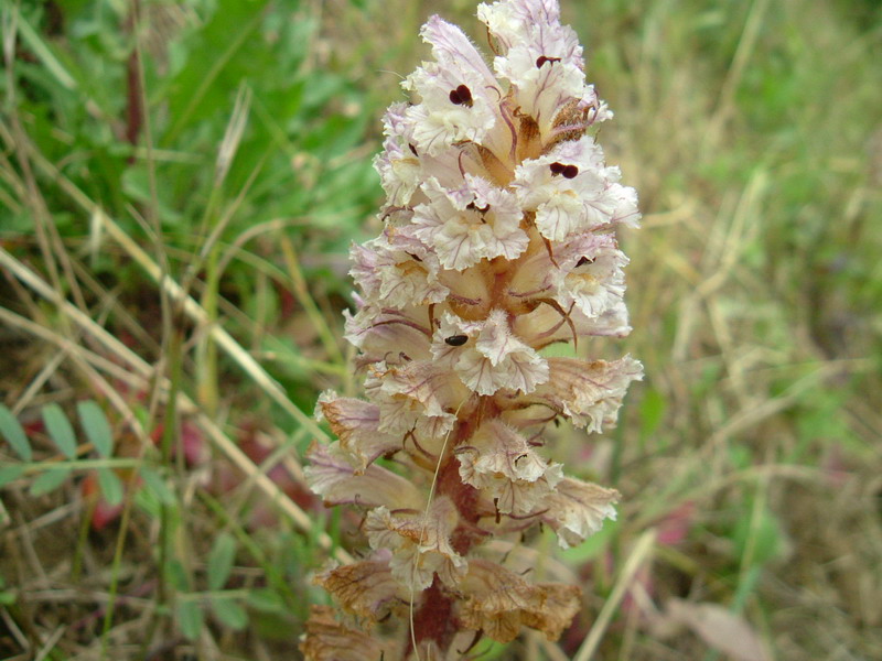Orobanche crenata / Succiamele delle fave