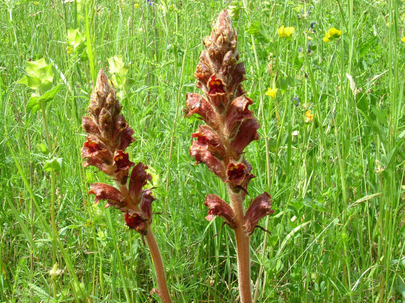Orobanche color ruggine
