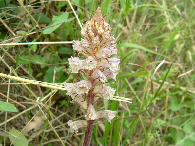 Orobanche crenata / Succiamele delle fave