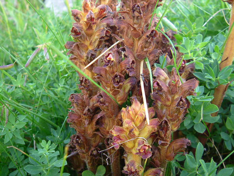 Orobanche color ruggine