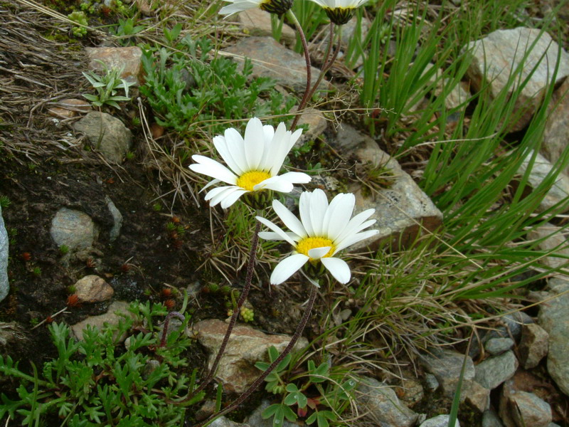 Leucanthemopsis alpina / Margherita alpina