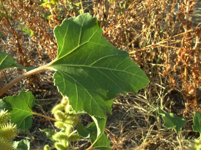 Xanthium sp.