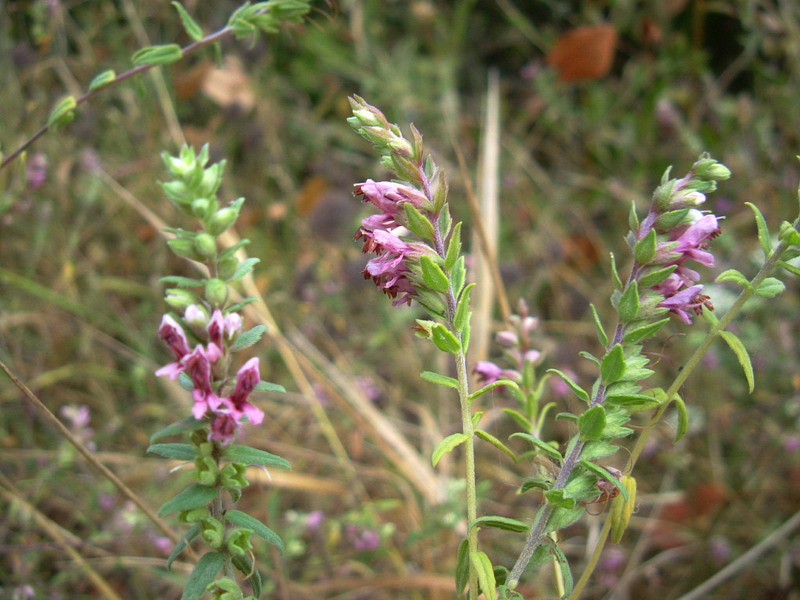 Odontites vulgaris / Perlina rossa