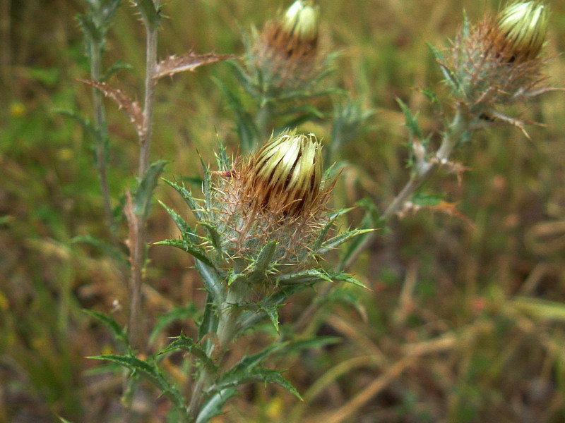 Colline dei calanchi 2 - Carlina vulgaris