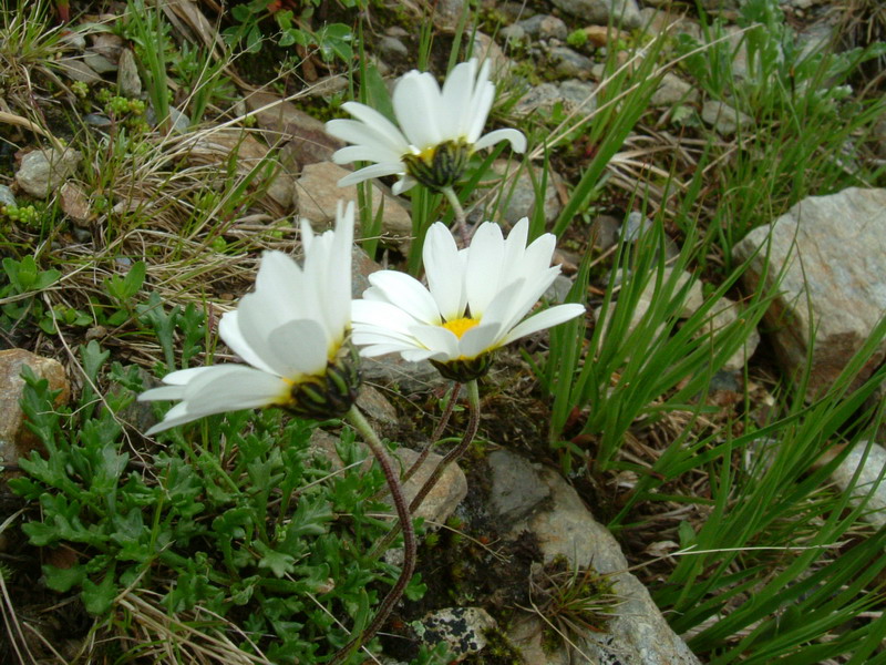 Leucanthemopsis alpina / Margherita alpina