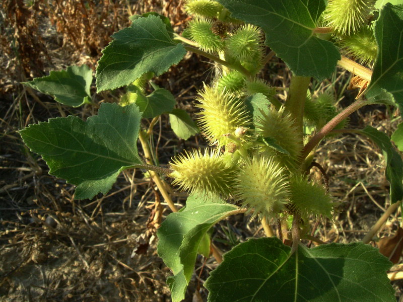 Xanthium sp.