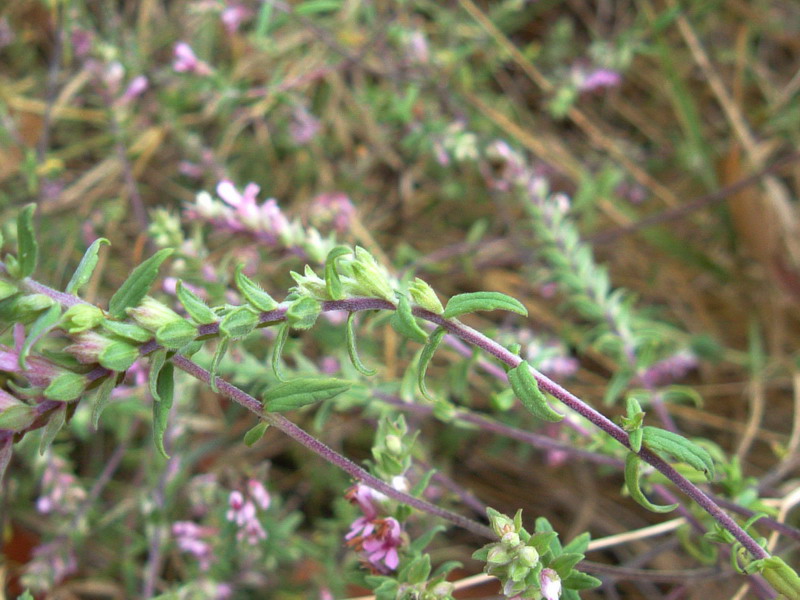 Odontites vulgaris / Perlina rossa