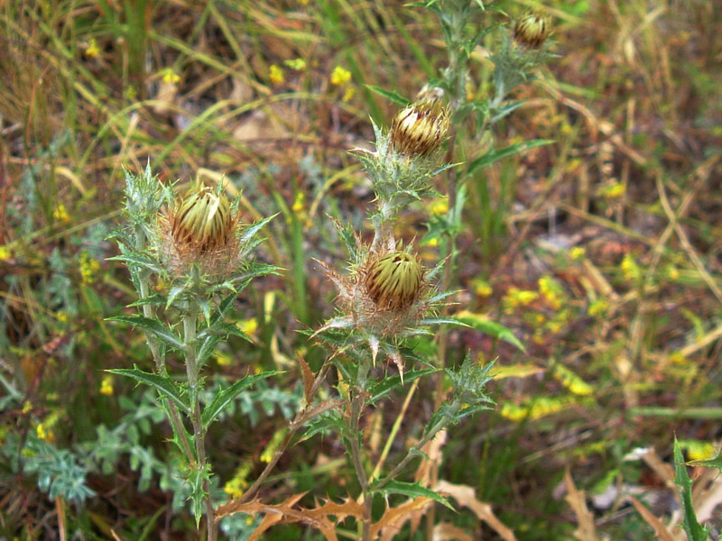 Colline dei calanchi 2 - Carlina vulgaris