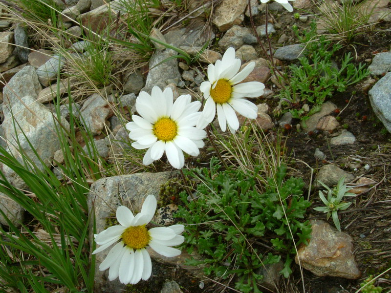 Leucanthemopsis alpina / Margherita alpina