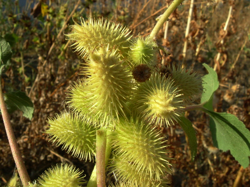 Xanthium sp.