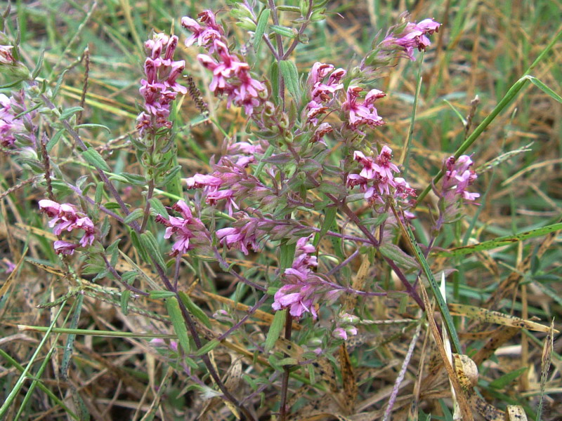 Odontites vulgaris / Perlina rossa