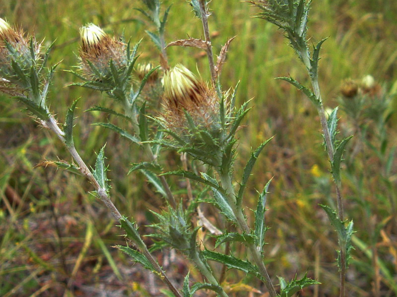 Colline dei calanchi 2 - Carlina vulgaris