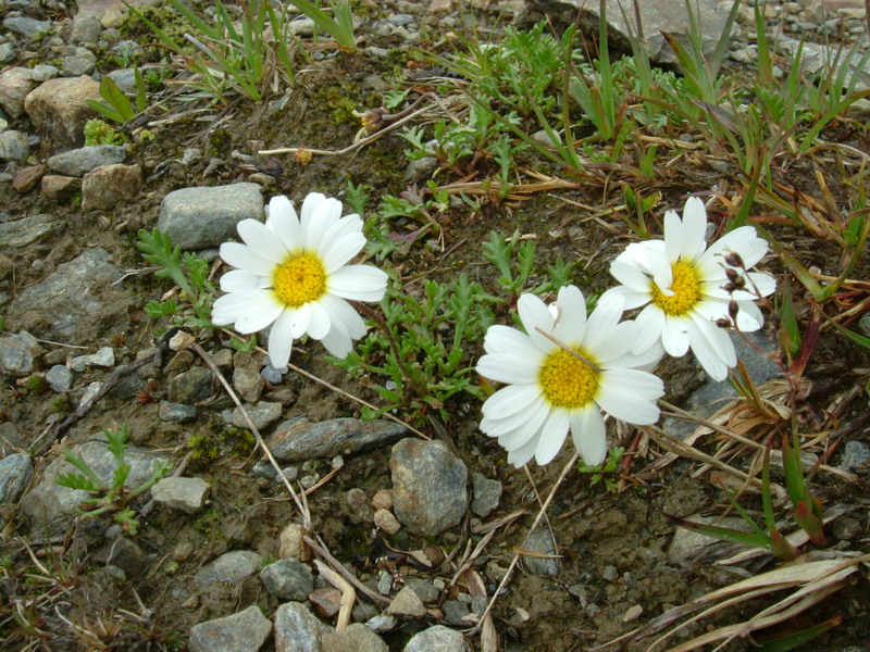 Leucanthemopsis alpina / Margherita alpina