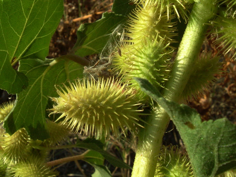 Xanthium sp.