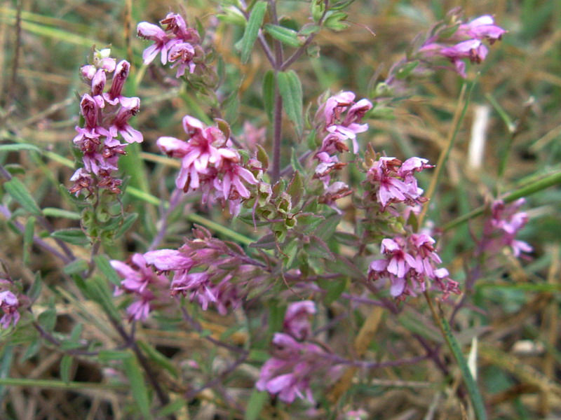 Odontites vulgaris / Perlina rossa