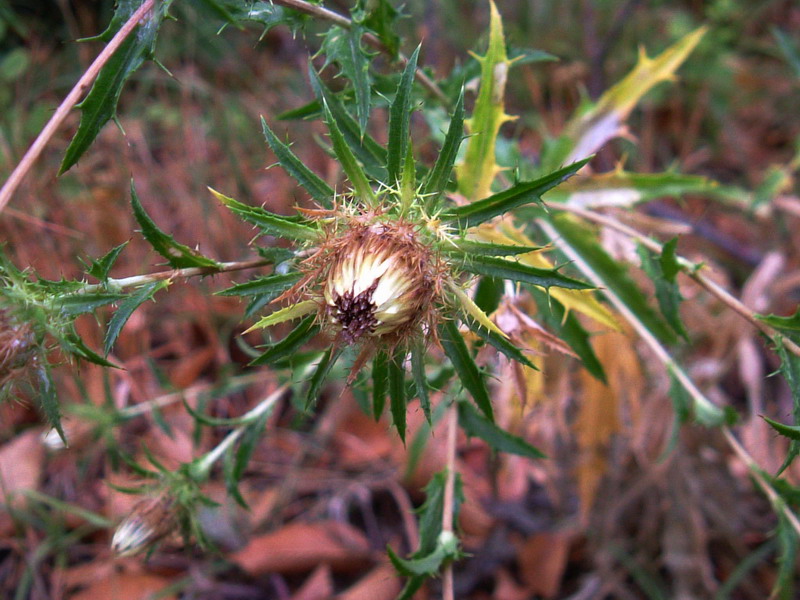 Colline dei calanchi 2 - Carlina vulgaris