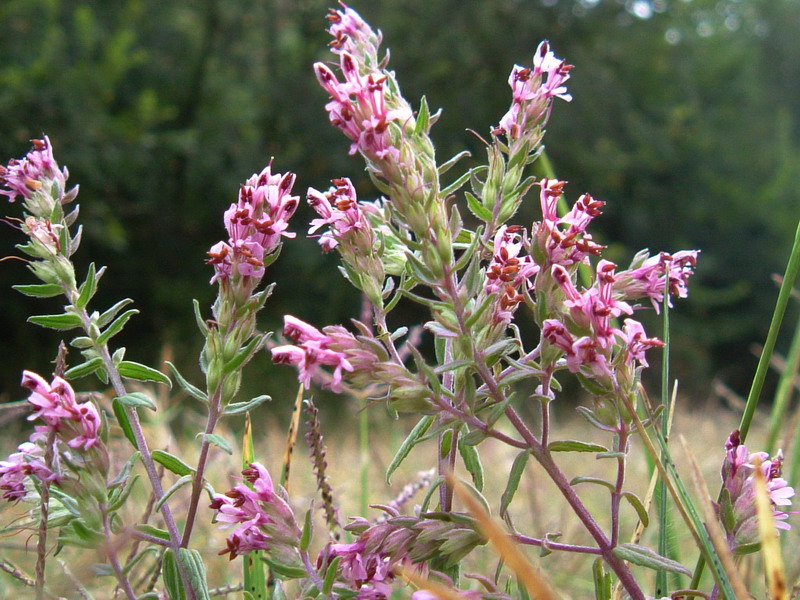 Odontites vulgaris / Perlina rossa