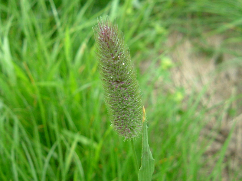 Prati d''altura 1 - Phalaris sp.