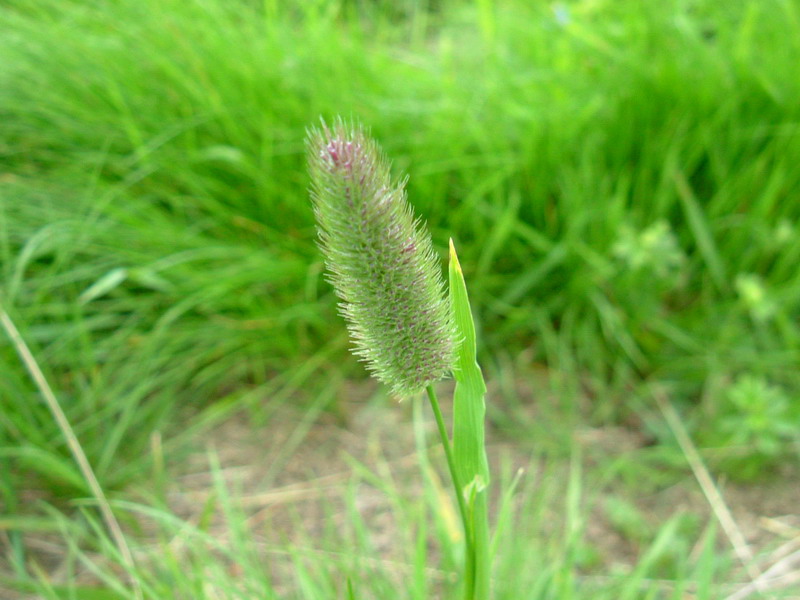 Prati d''altura 1 - Phalaris sp.