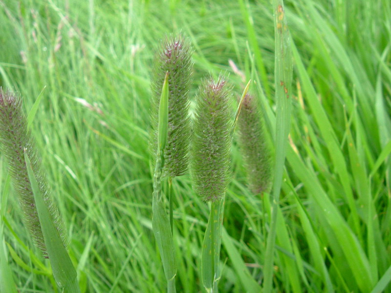 Prati d''altura 1 - Phalaris sp.