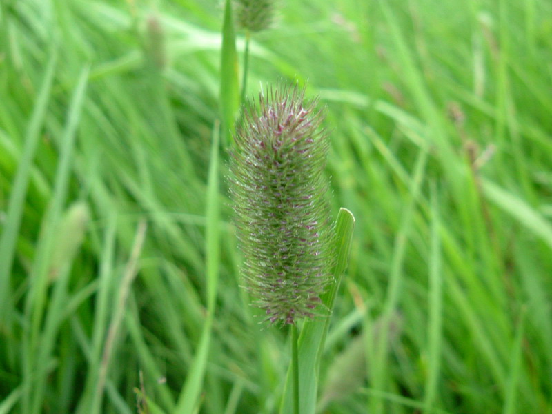 Prati d''altura 1 - Phalaris sp.