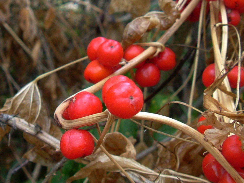 Tamus communis / tamaro