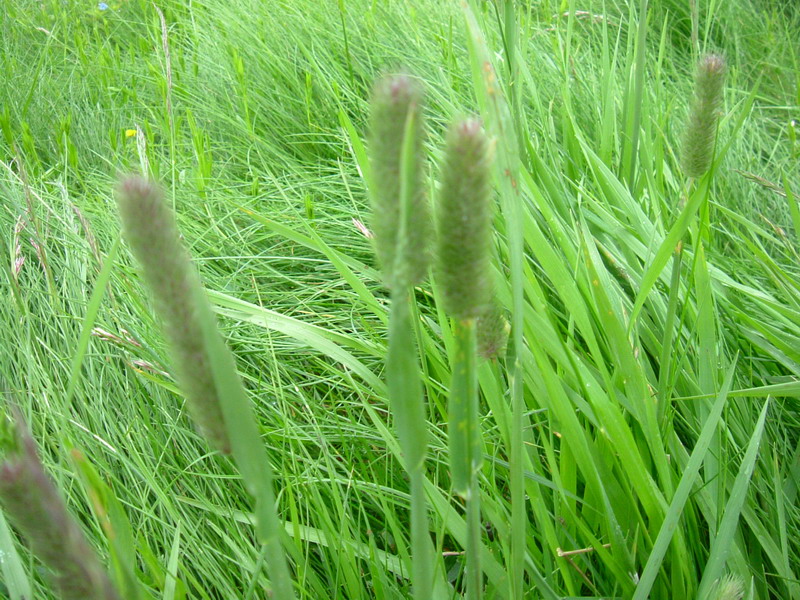 Prati d''altura 1 - Phalaris sp.
