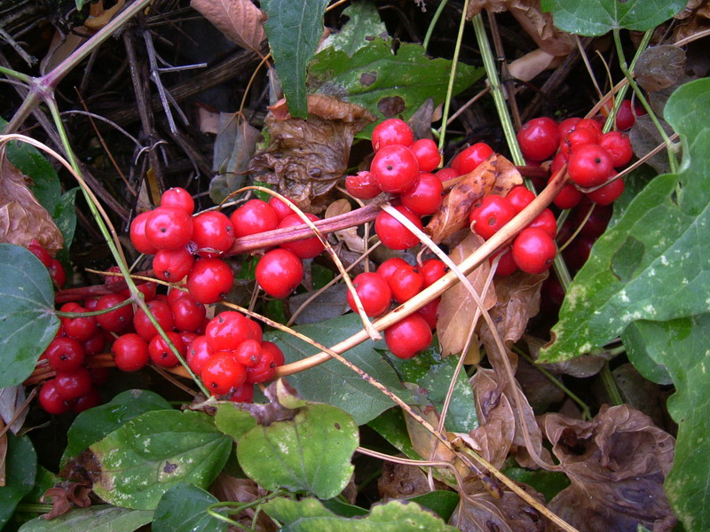 Tamus communis / tamaro