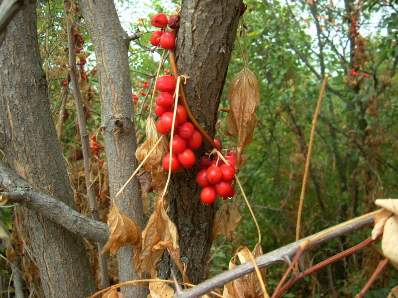 Tamus communis / tamaro