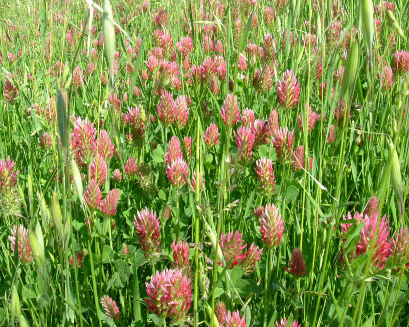 Trifolium incarnatum ssp. molineri - Trifoglio rosso